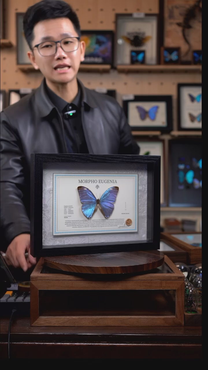 悠哉闪蝶横版 d813