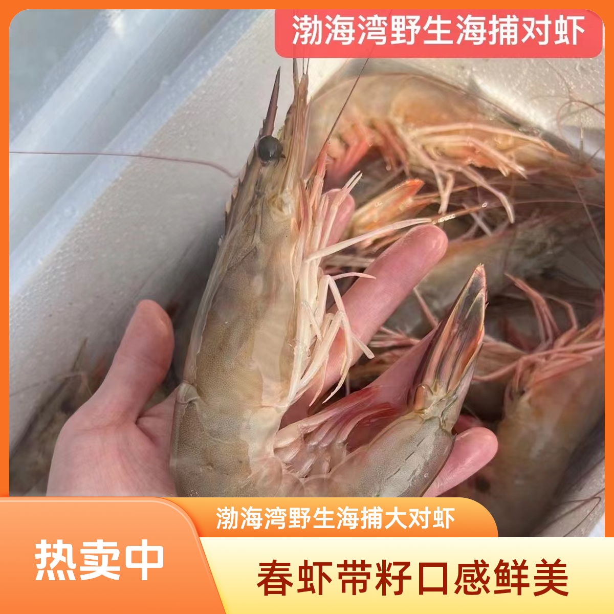【5头渤海湾海捕对虾】春虾带籽 对虾渤海湾野生海捕大对虾
