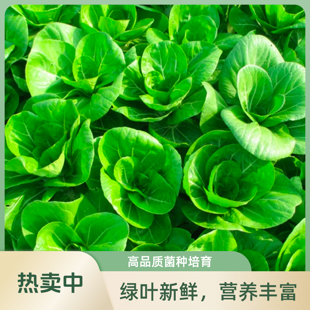 【挑幺挑六】甄选矮脚黄奶油白菜农家自种青菜白菜露天菜3斤5斤黄白