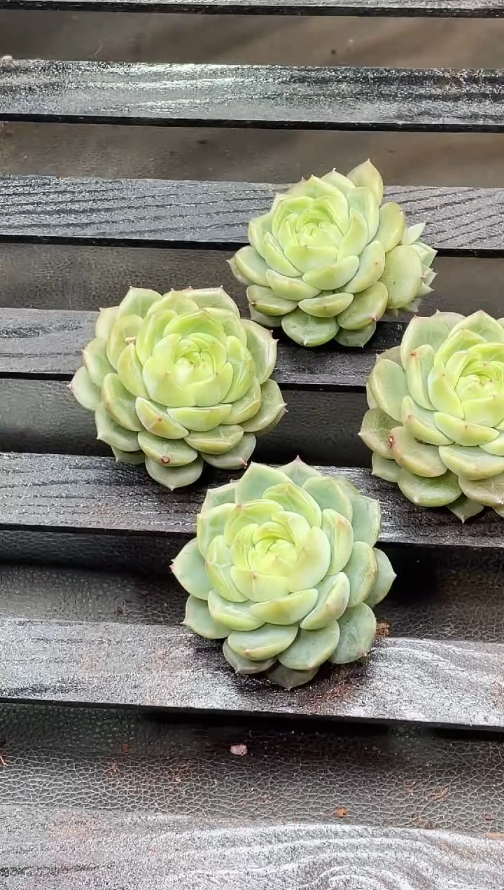 29-23超级翡冷翠4-5厘米不包整散量拍发一颗