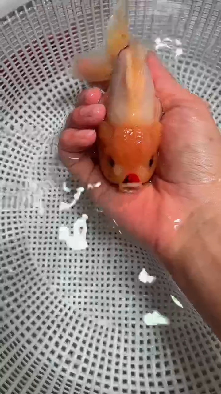 狮头鱼玛丽一条 开箱视频售后