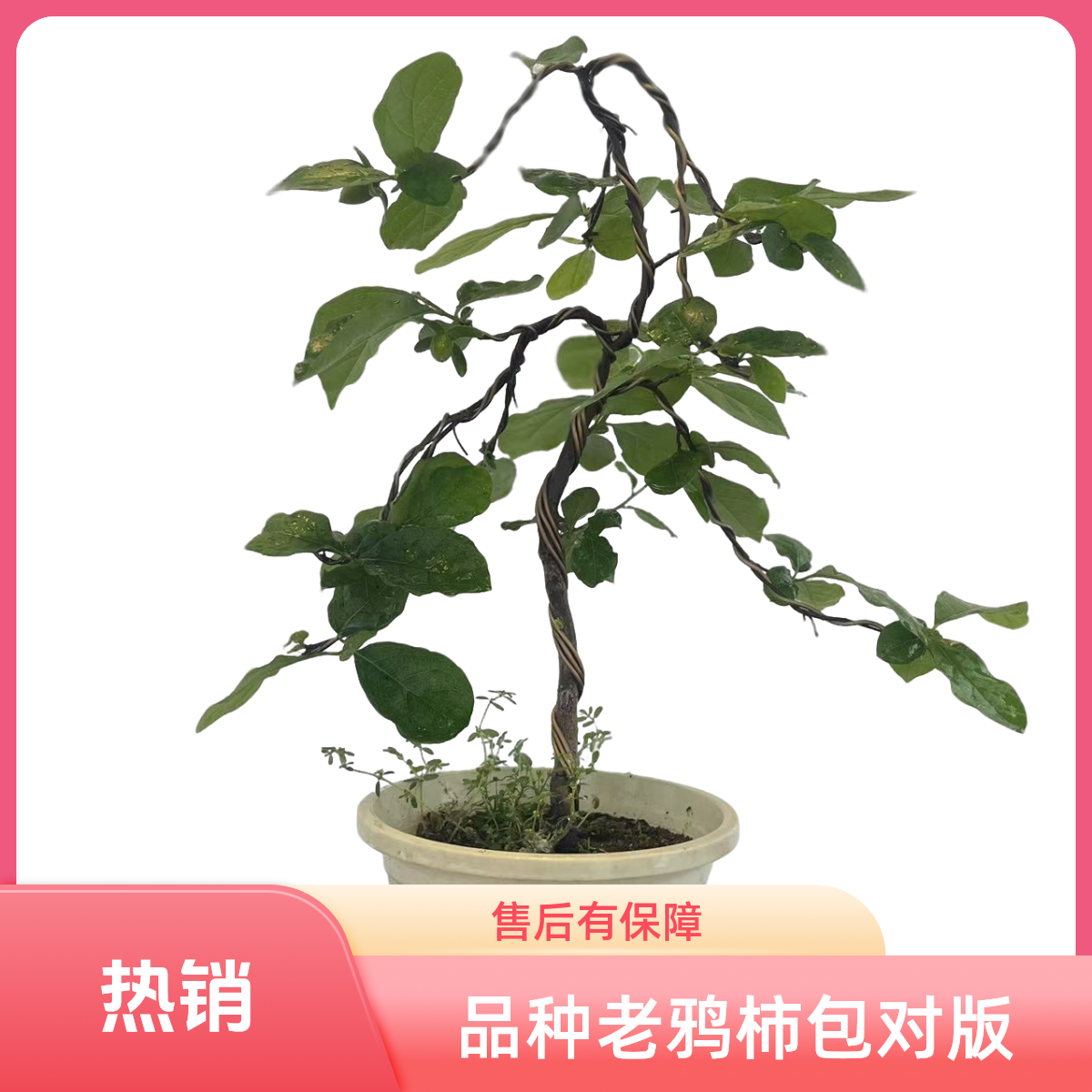 老鸦柿盆景素材（直播间专用链接，请勿私拍，介意掉果断枝勿拍）