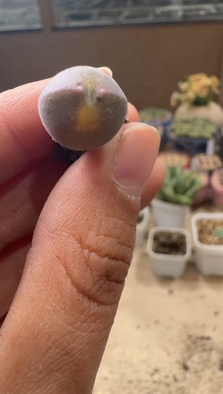 8-196多肉植物肉锥