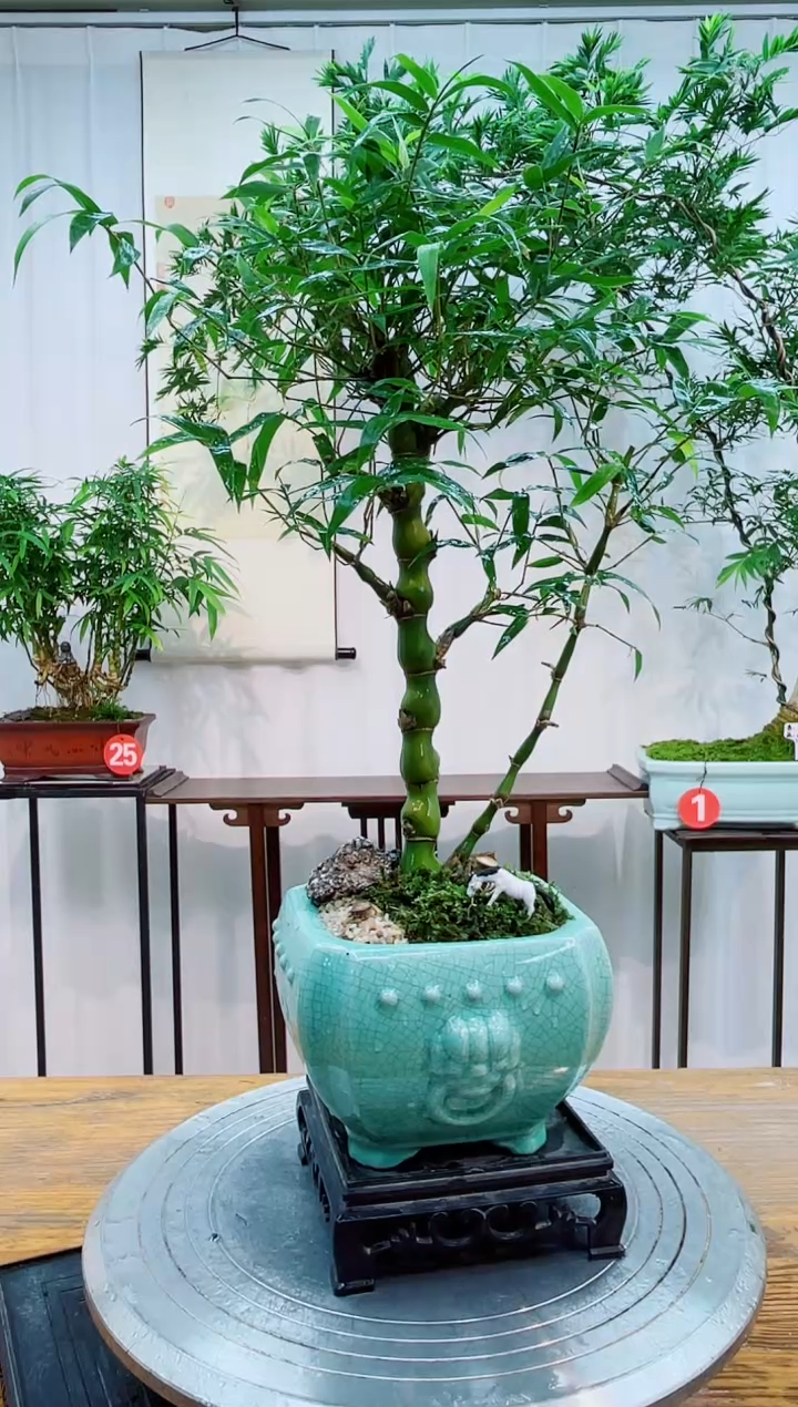 无花朵竹子盆景竹子盆景