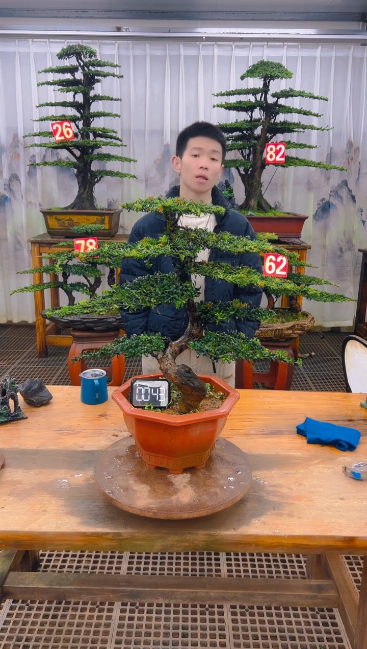 无花朵精品盆景直播间一物一拍