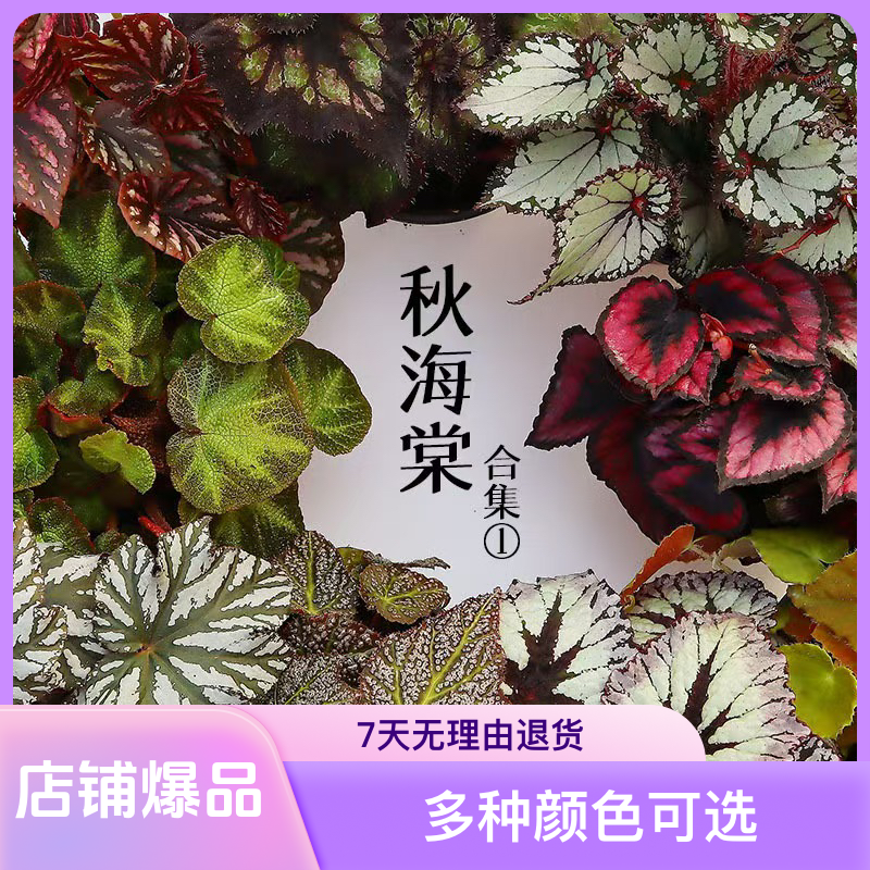 3棵包邮秋海棠专用链接