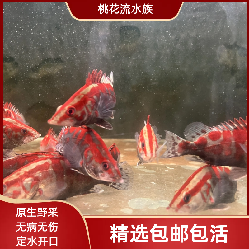 红纹鳜红纹翘嘴鳜红鳜鱼中国红虎原生鱼淡水冷水鱼观赏鱼凶猛红鱼