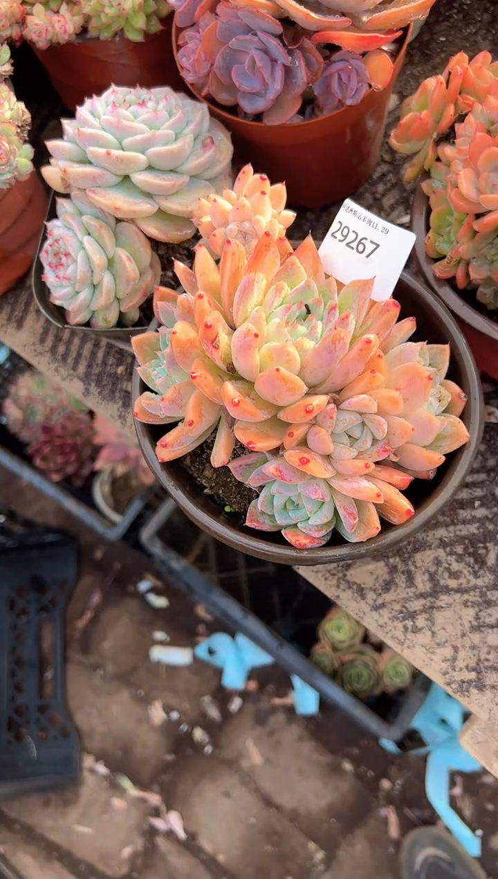 油***爱多肉植物一物一拍29267