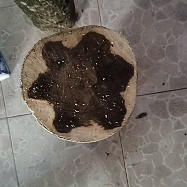 原木段摆件 香头摆件 原木木段 图片仅供参考