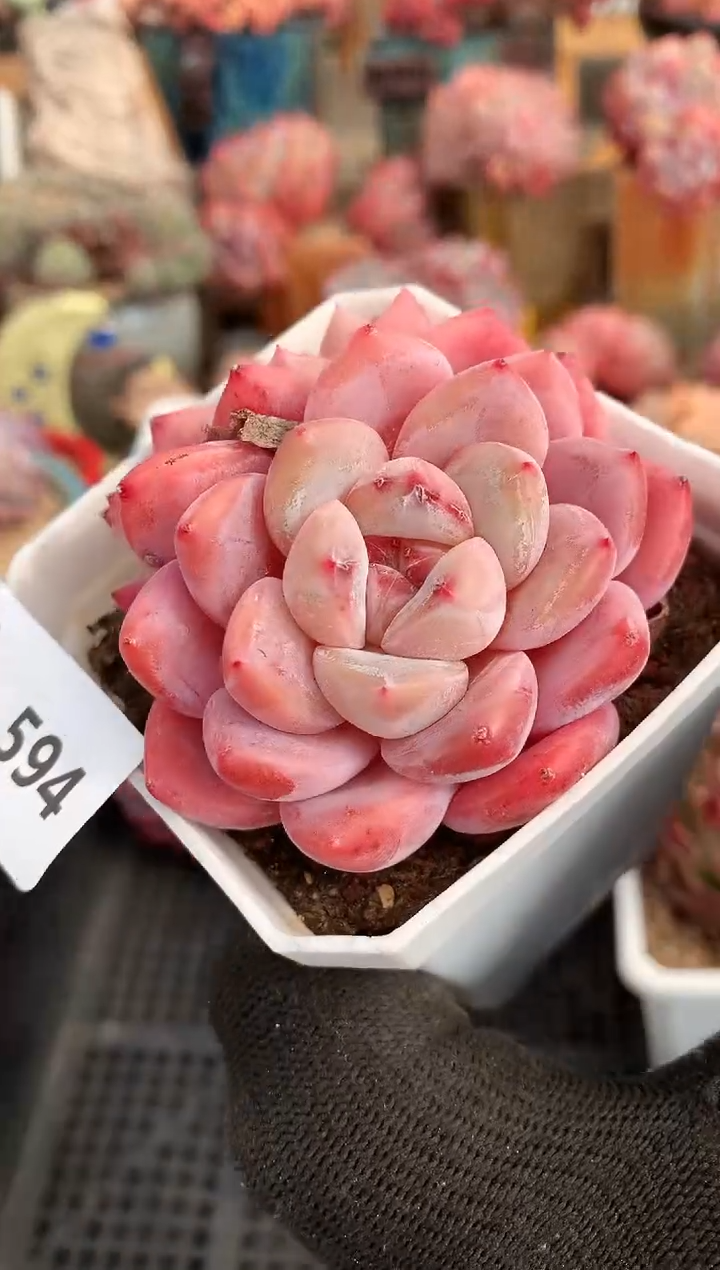 【闪购商品】594太妃糖一物一拍