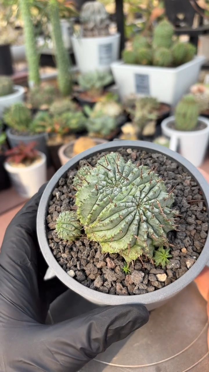 魁伟玉大戟FD-807