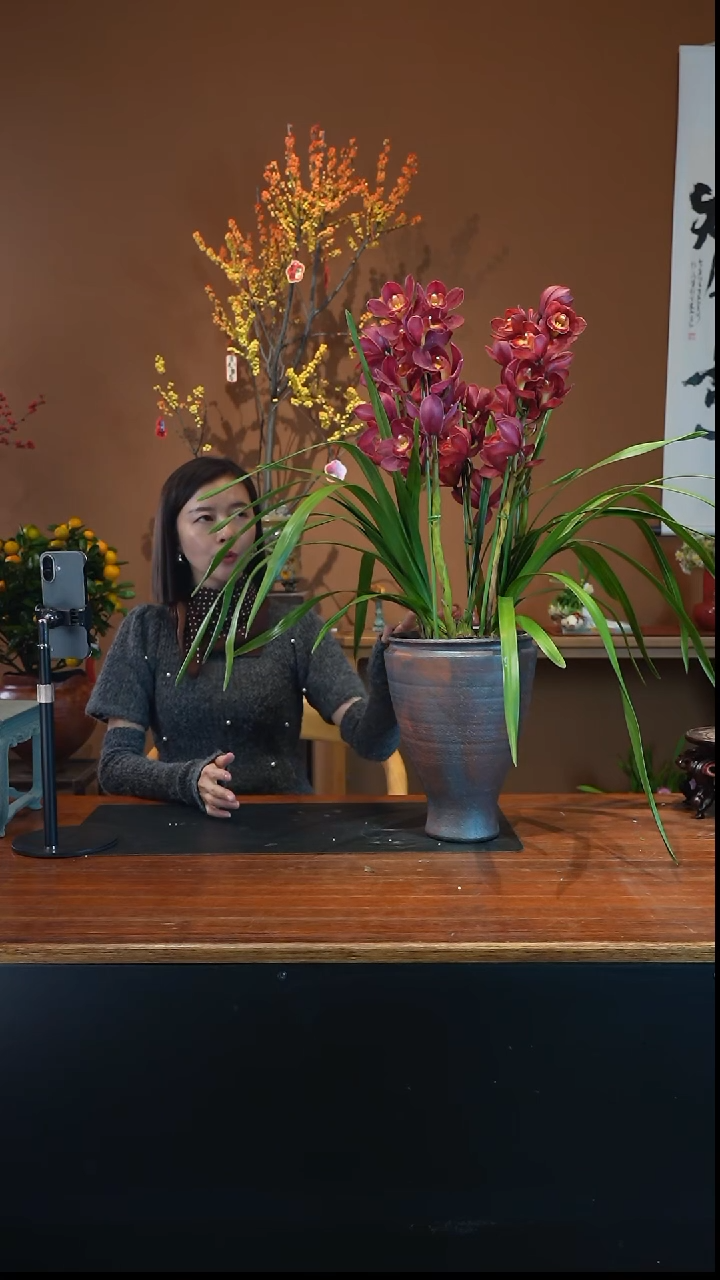 全部花朵朱雀盆景盆景盆景