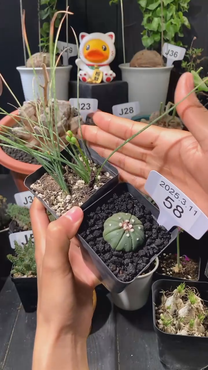 【闪购商品】兜福利3.11.58