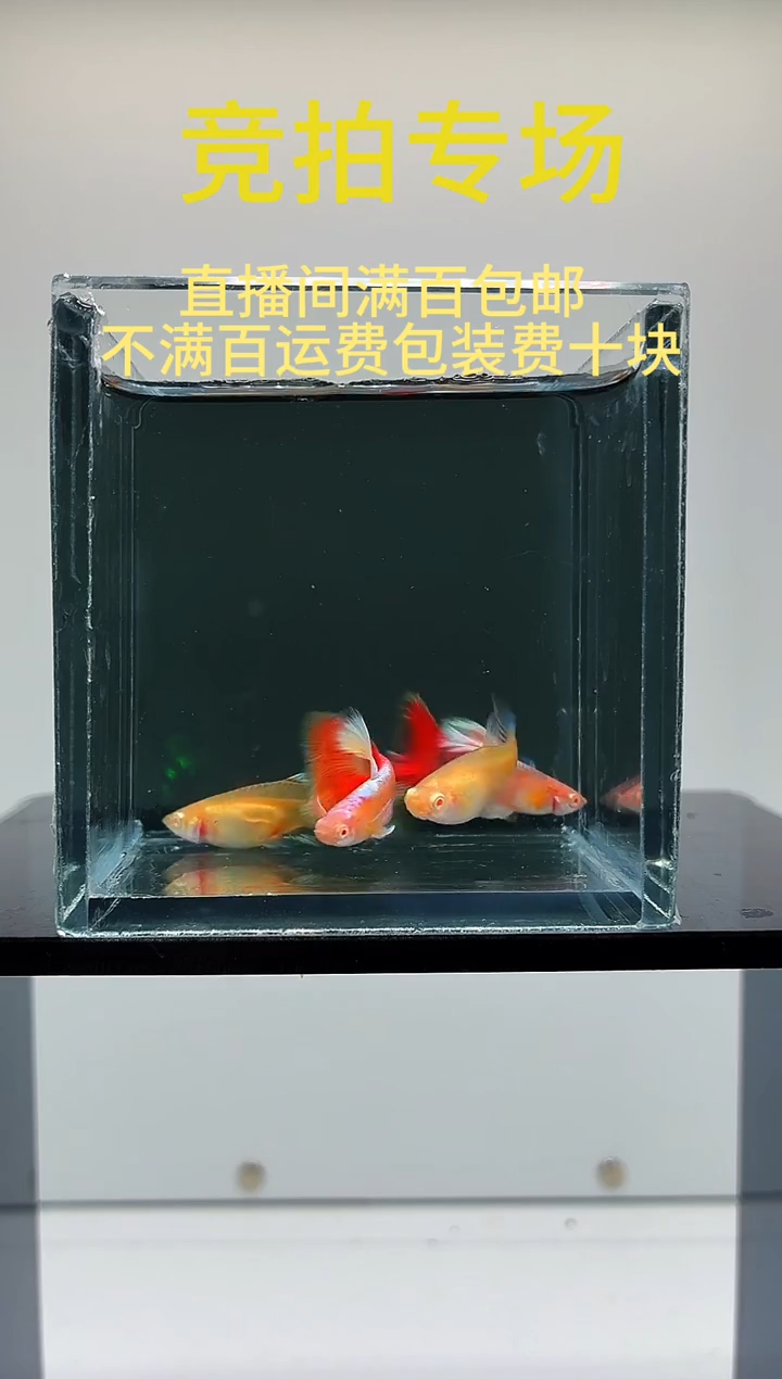 孔雀鱼火烧云两对-51