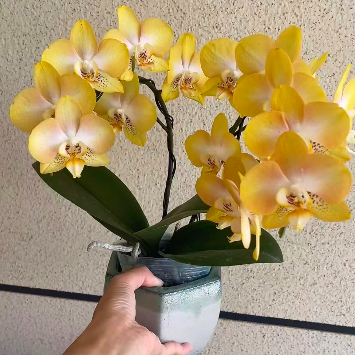 【哈密瓜】精品蝴蝶兰花室内阳台办公室高端花卉绿植盆栽年宵花