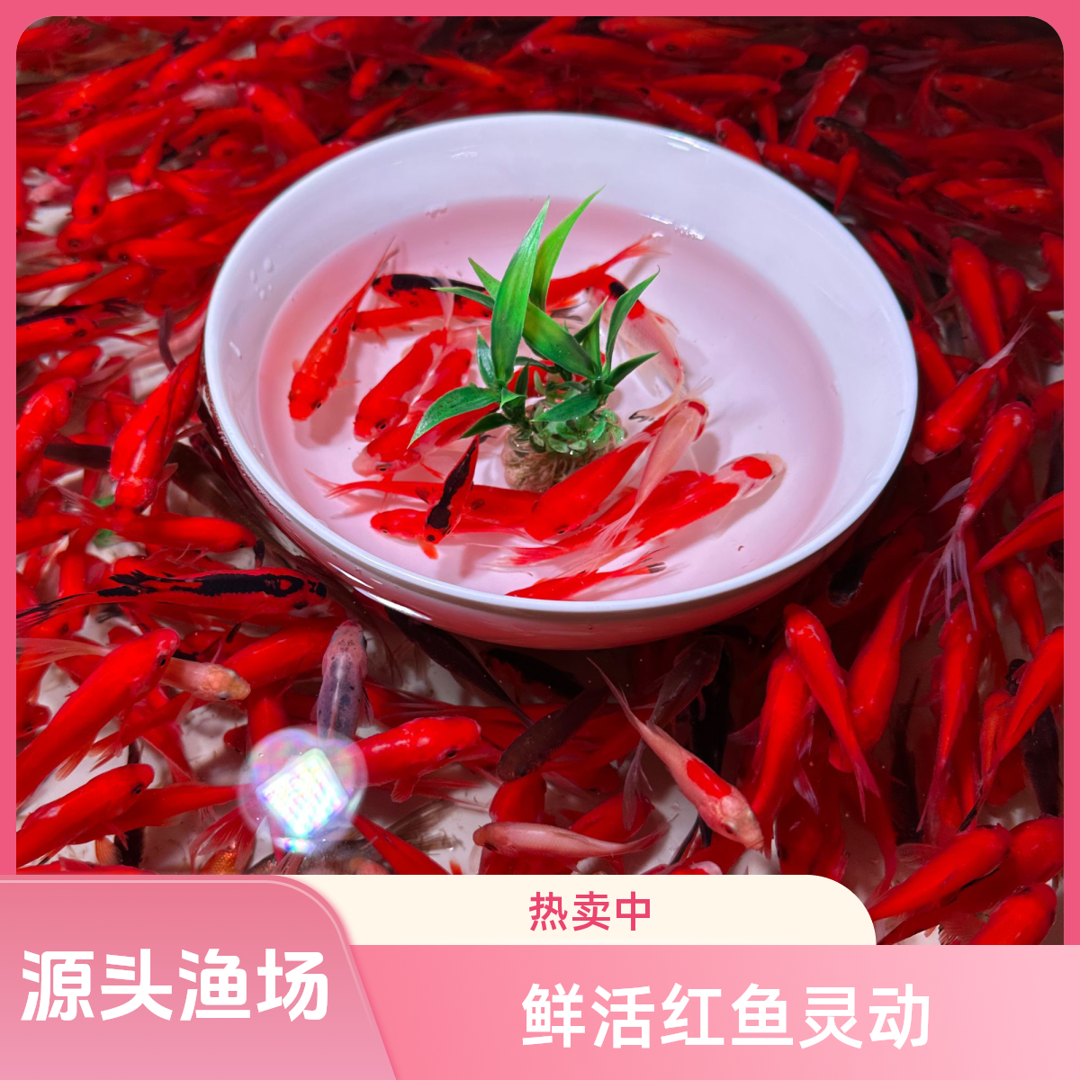 【热卖】精品好养3-5cm火焰红草金 新手老人小孩适养 超萌宠物包邮