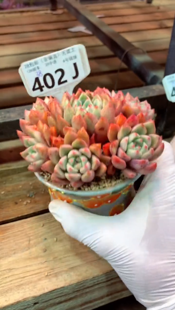 402J（一物一拍，精品多肉，w所见即所得 ）