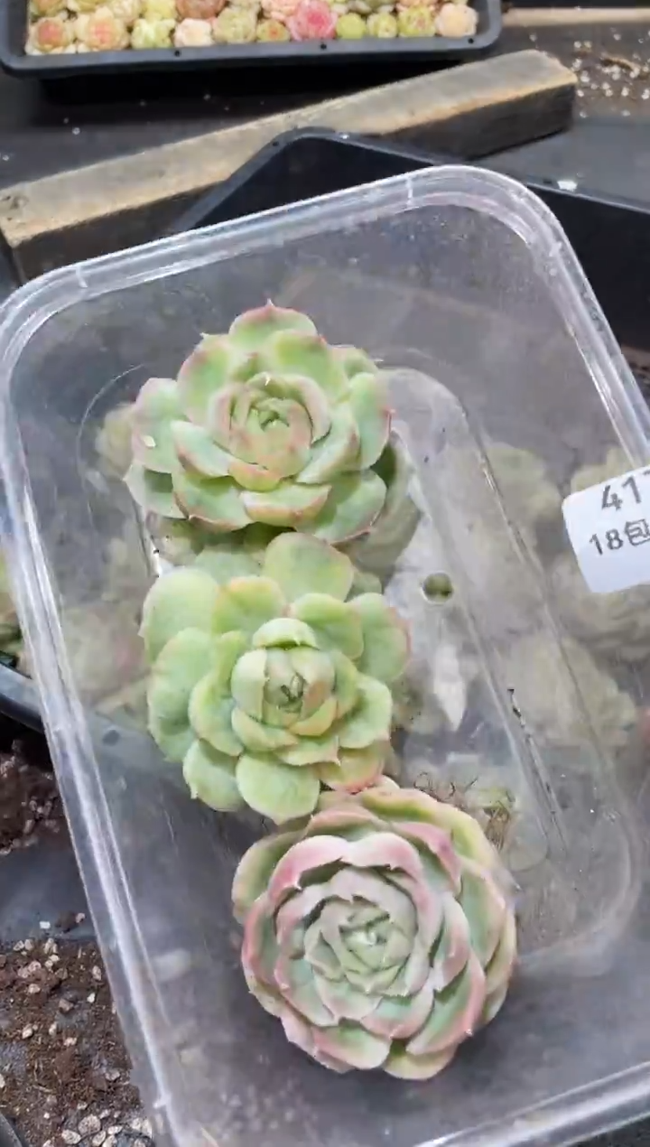 417水晶虾饺  成品   量拍