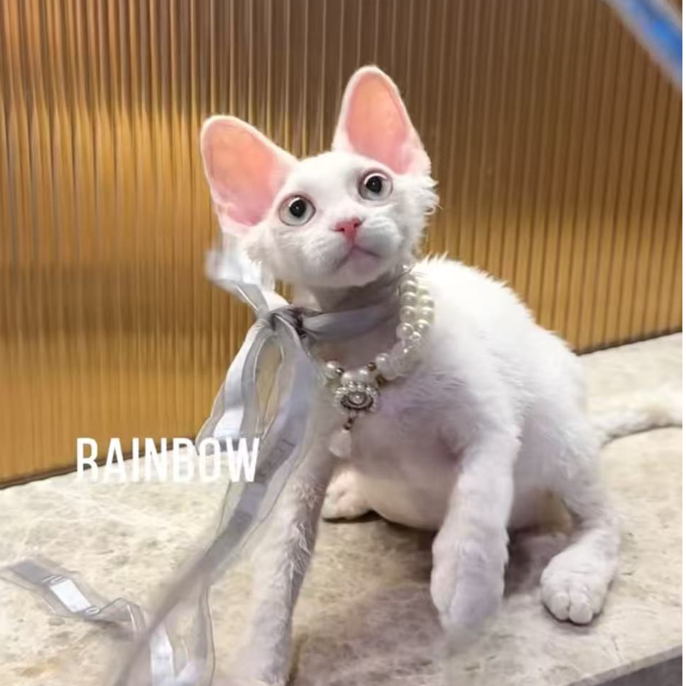 彩虹家德文卷毛猫 纯白绿眼弟弟4800