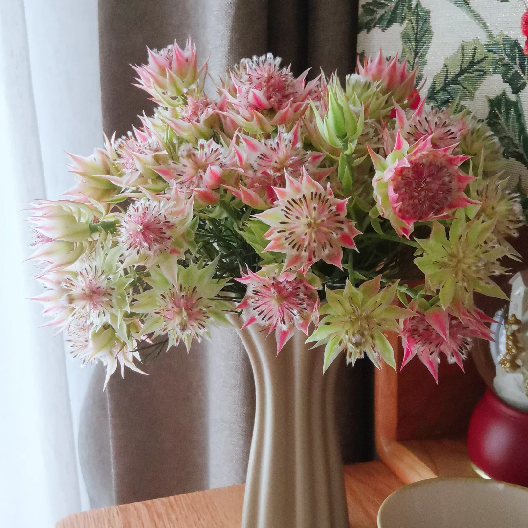 【南非新娘花1扎】稀有小众花期久可做干花全店任意两件送货上门