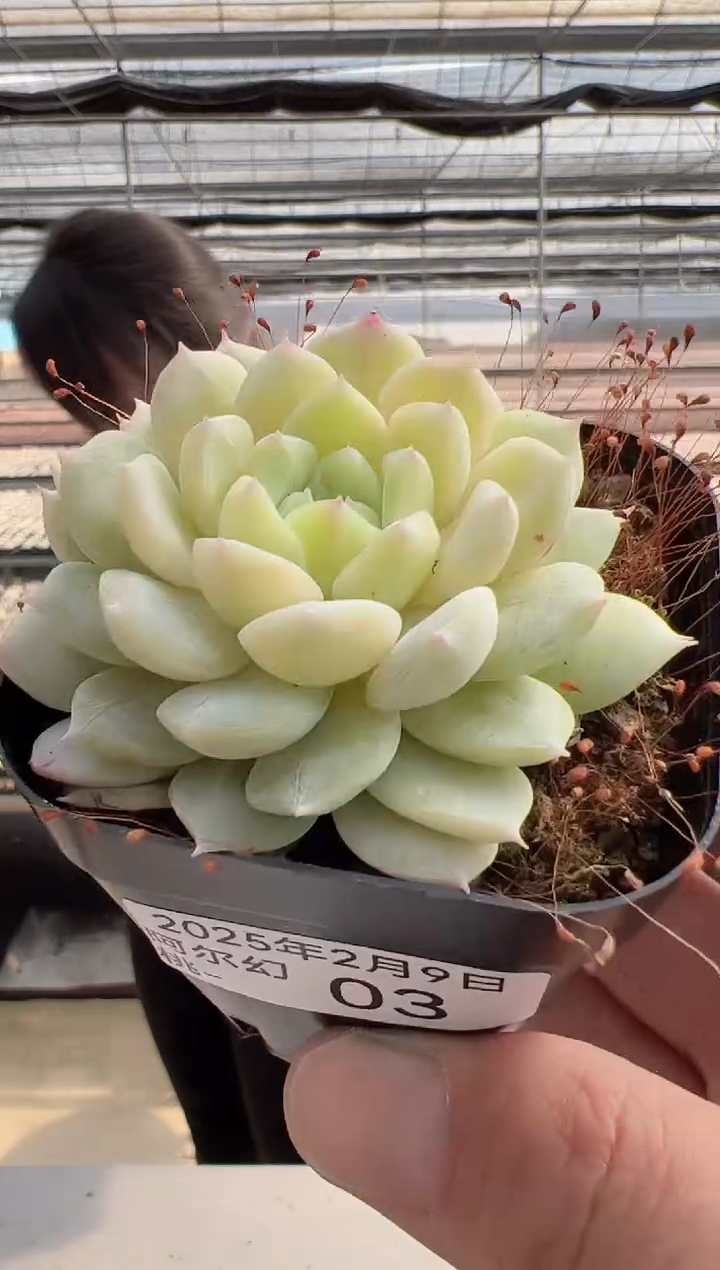 【闪购商品】阿尔幻桃-3