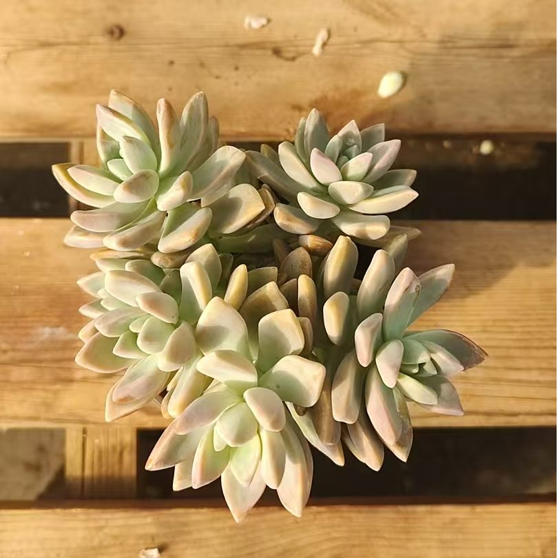 淡雪 （满12.8包邮 脱土发货，发货后不退不换）