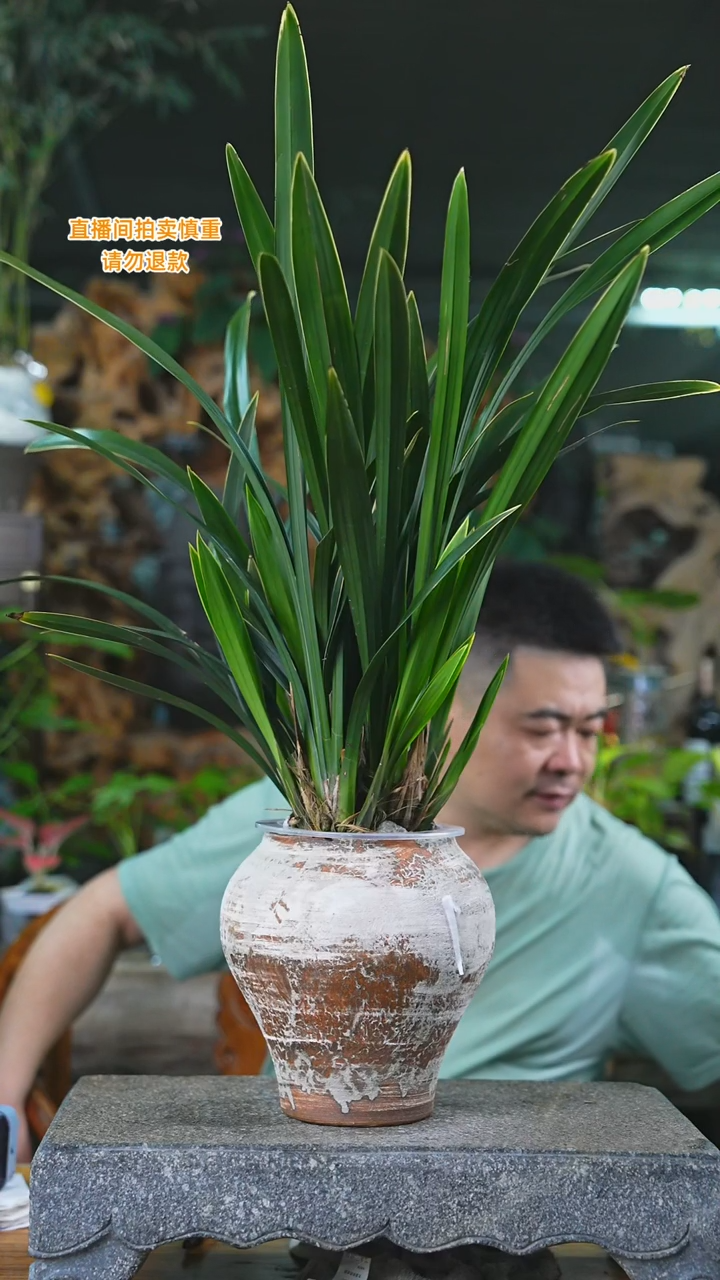 当前无花栽培后可以开花墨兰386T