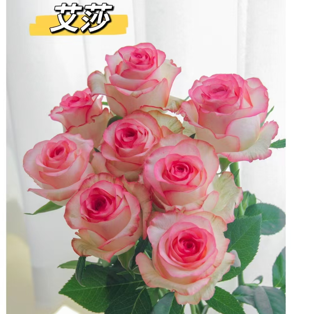 仙女粉玫瑰花小组合【收到花第一时间醒花】