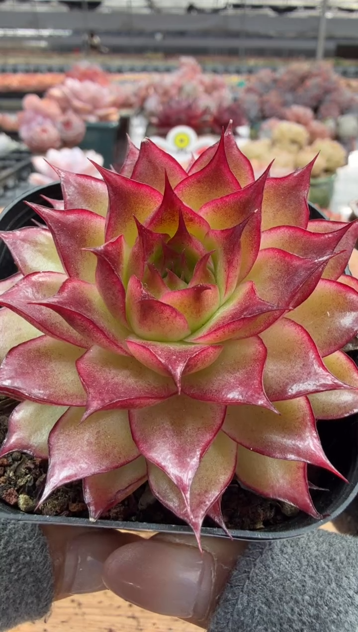 东云多肉园二店-178