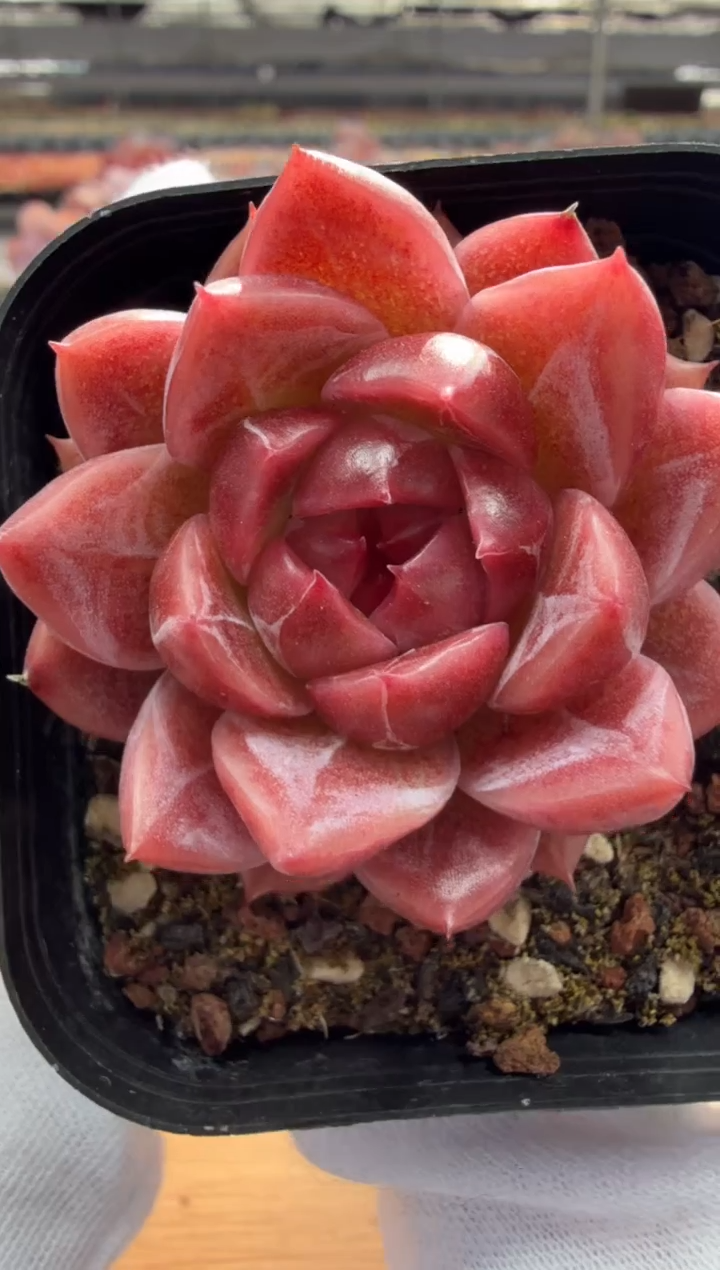 东云多肉园三店-02