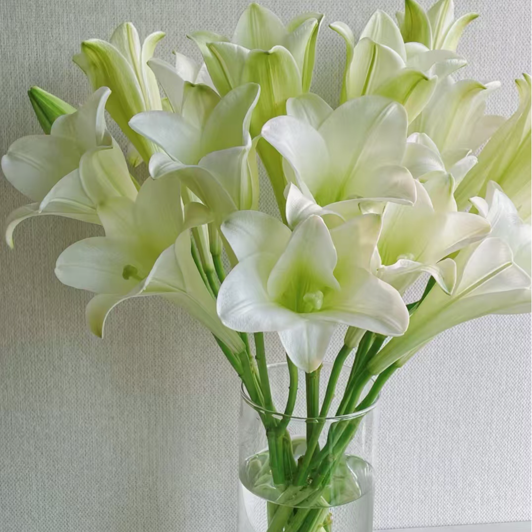 【铁炮百合】香水百合鲜花水养鲜切花室内插花桌面装饰优质