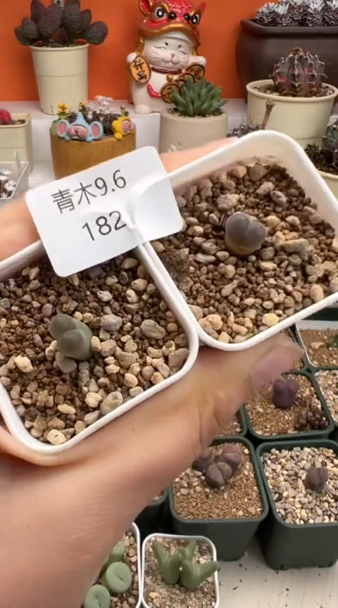 182超级无敌美丽到爆炸的美肉。。。。。。