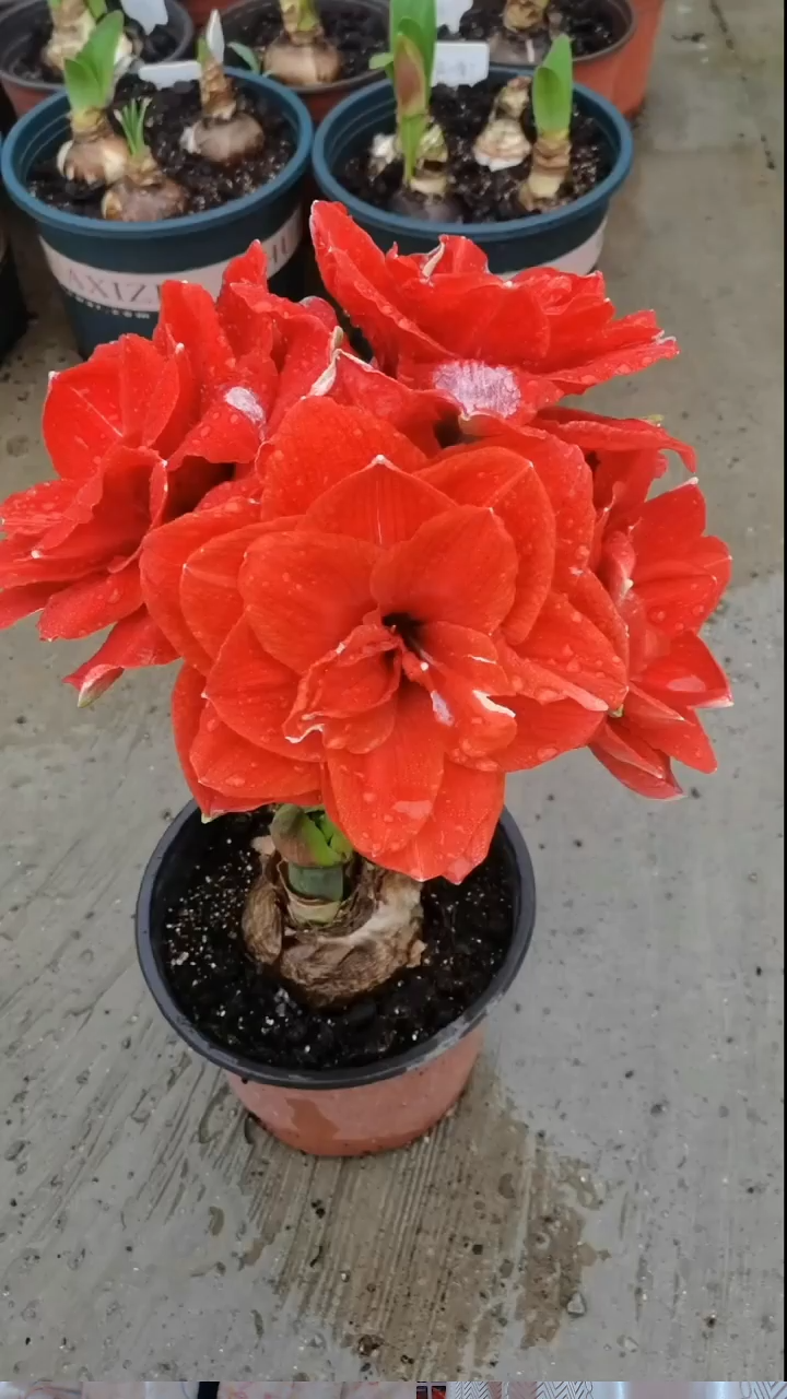 朱顶红樱桃妮芙6厘米