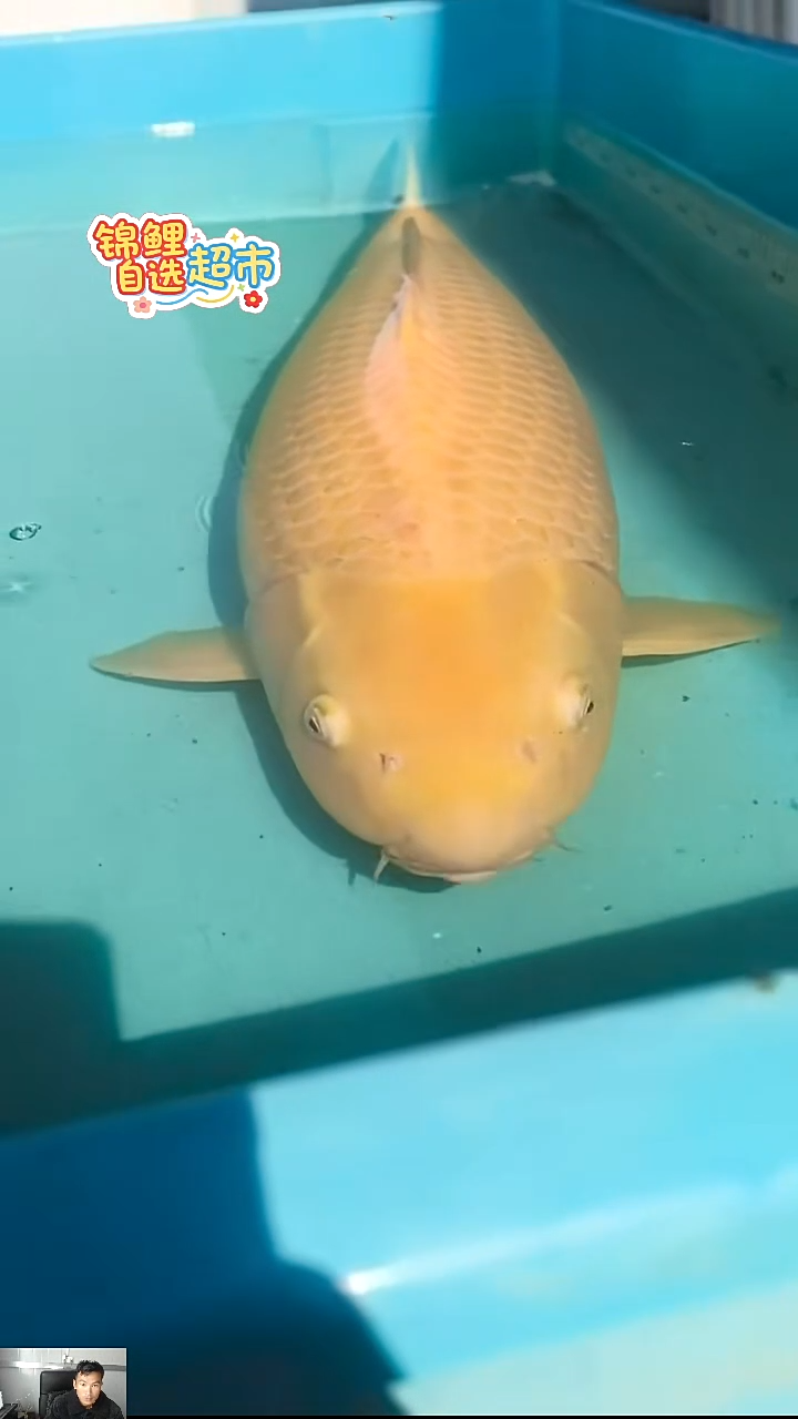 锦鲤小西芥子87公分