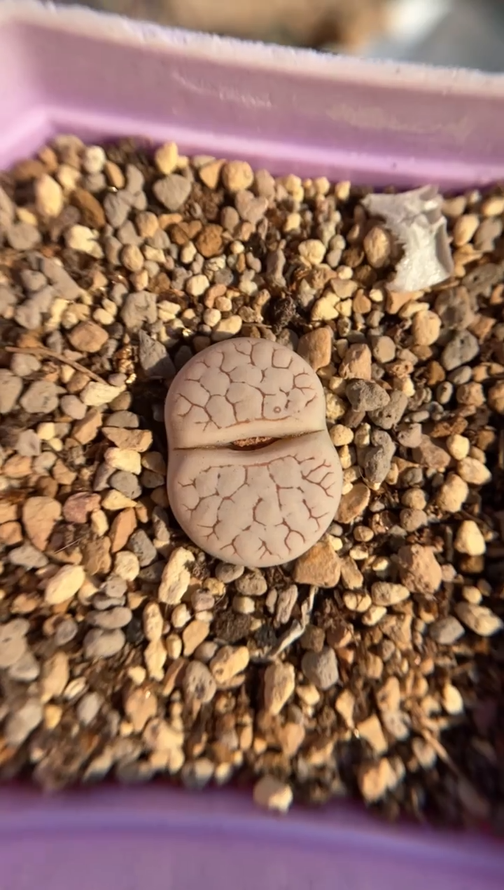 【闪购商品】7984直播一物一拍