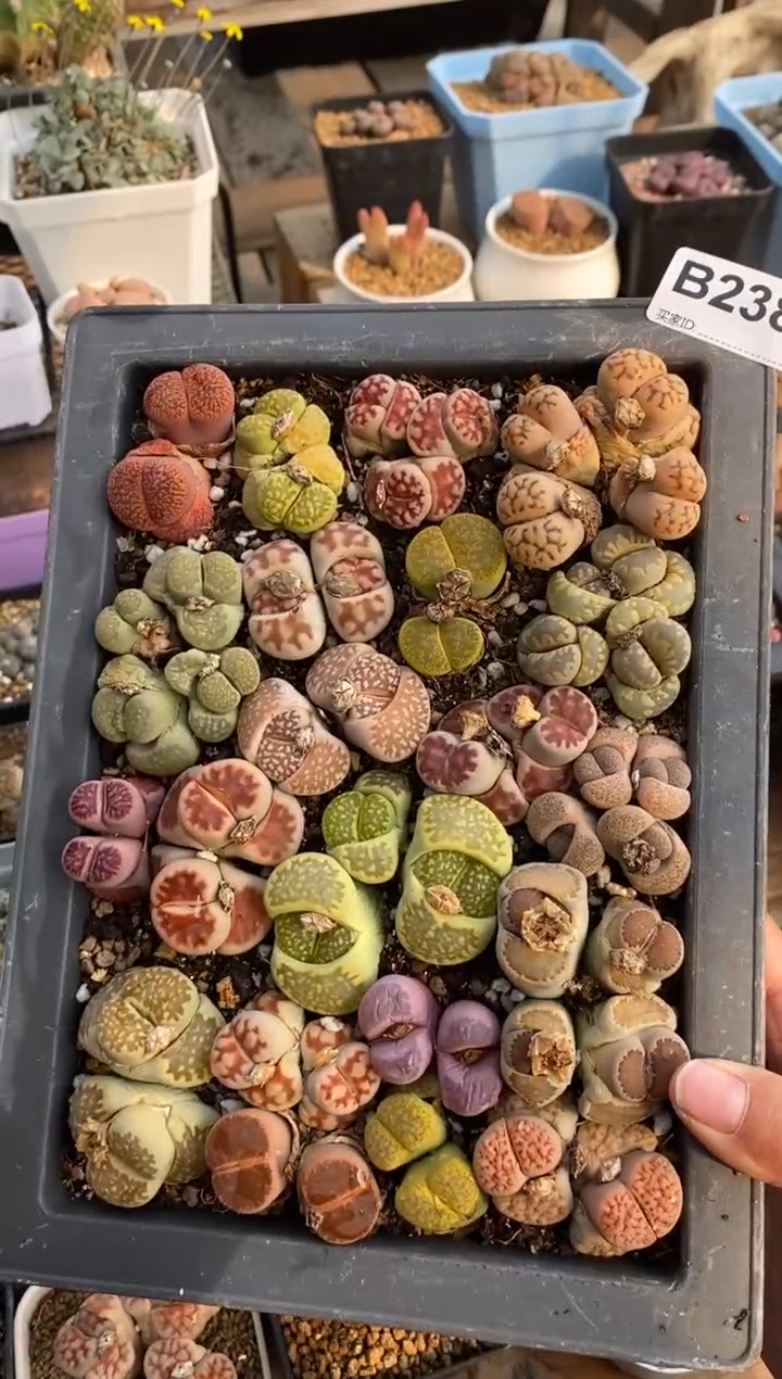 【闪购商品】2381直播一物一拍