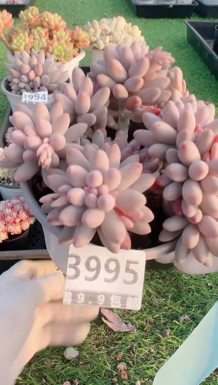 【闪购商品】信福多肉一物一拍