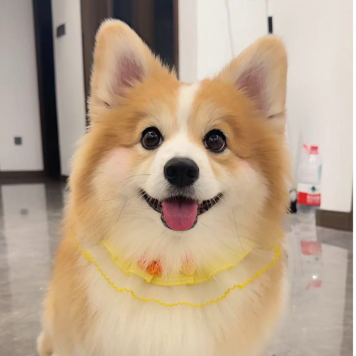 小柯宠物10年实体店  全款链接放心购买