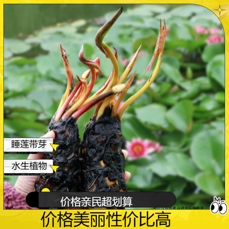 大睡莲带芽基地直发荷花莲花观赏