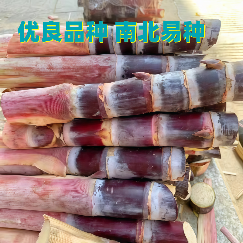 黄金黑皮甘蔗带芽黄皮甜甘蔗种苗盆栽小苗种植水果种籽甘蔗种种子
