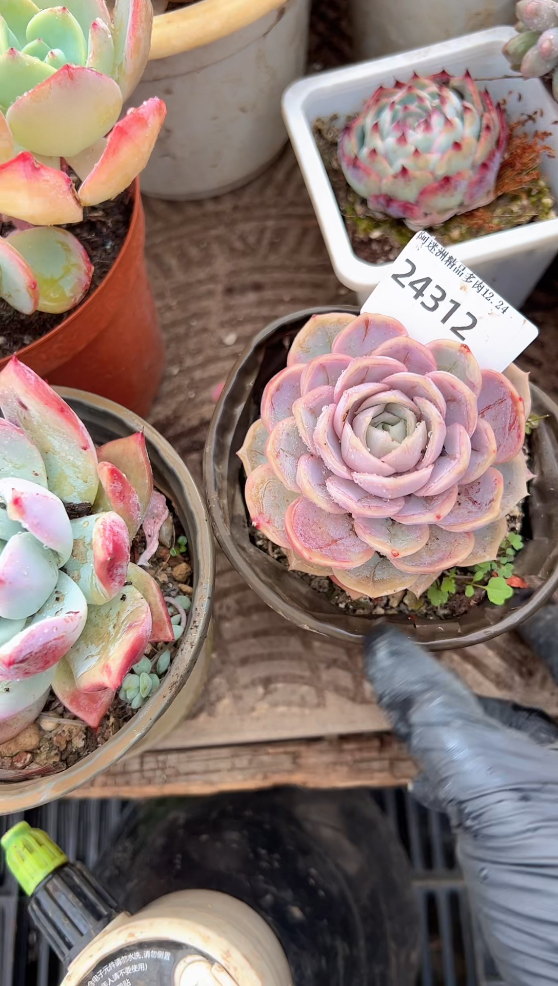 小*多肉植物一物一拍24312