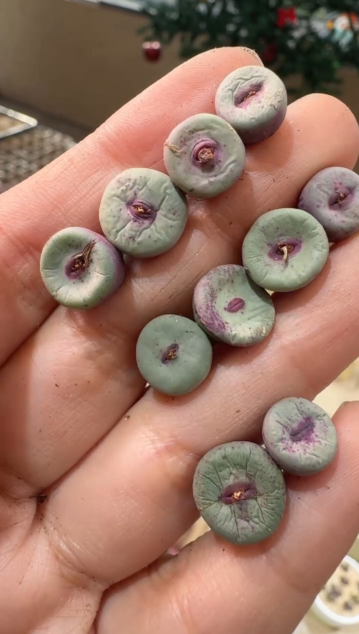 384多肉植物肉锥红嘴一颗