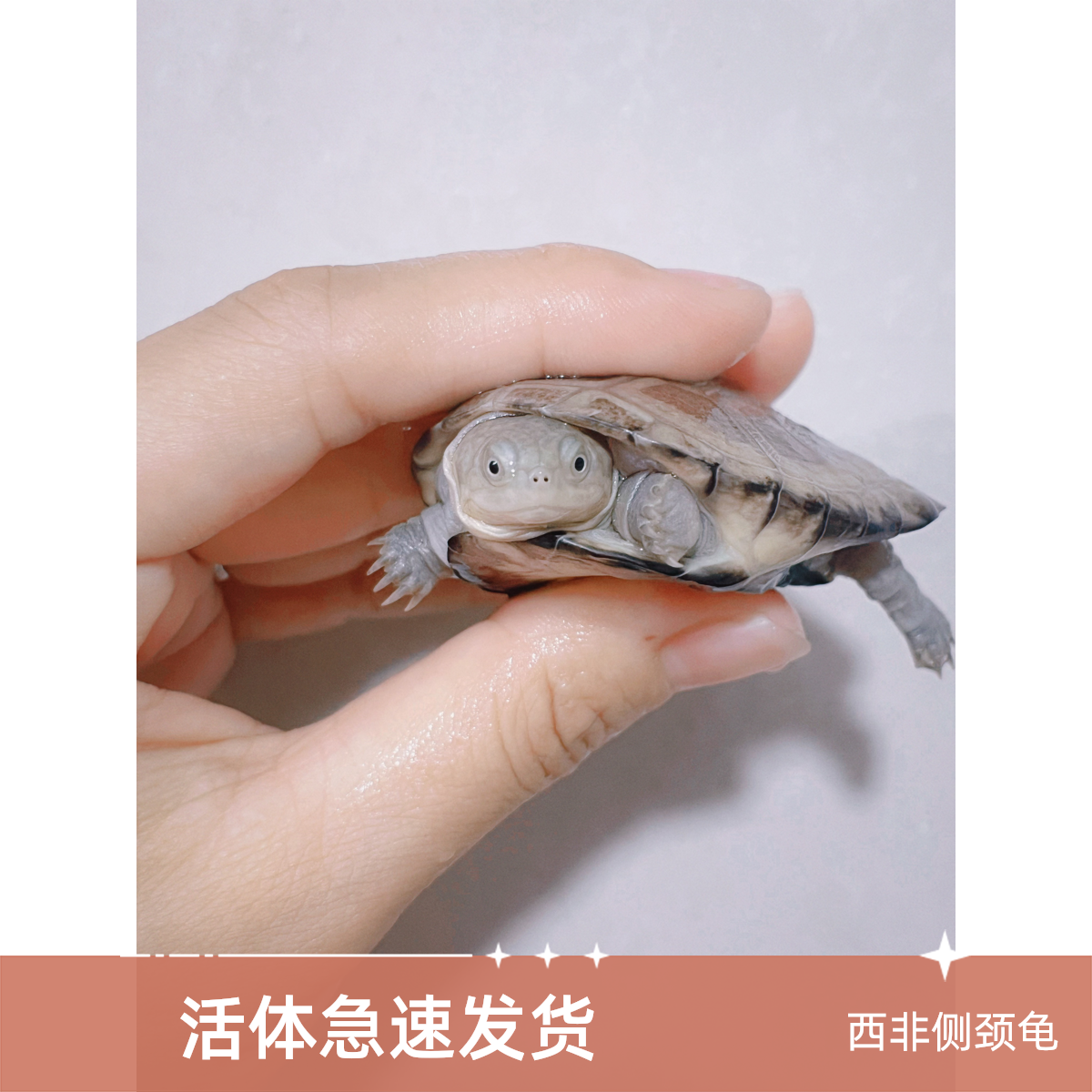 深水网红仰泳笑脸西非沼泽侧颈龟，直播间一物一拍，活体发货后不退