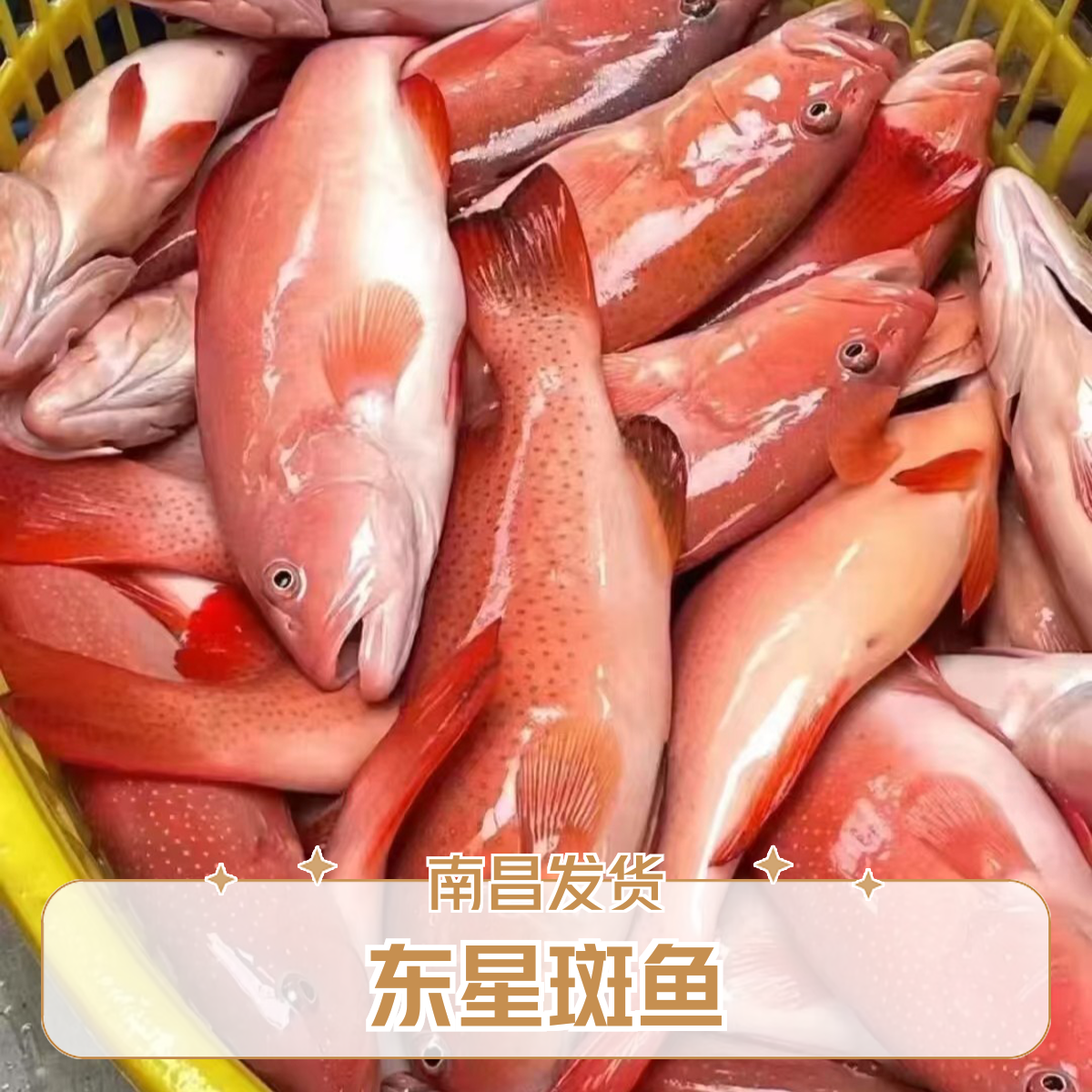 东星斑 /条1斤3左右南昌鲜活发货