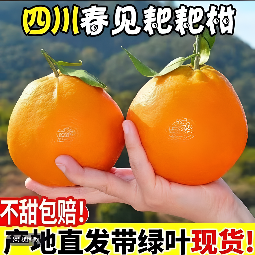 四川度佳镇自然成熟春见耙耙柑