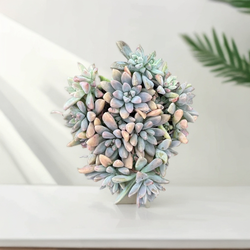 秋丽多肉植物室内外均可养护耐寒易养