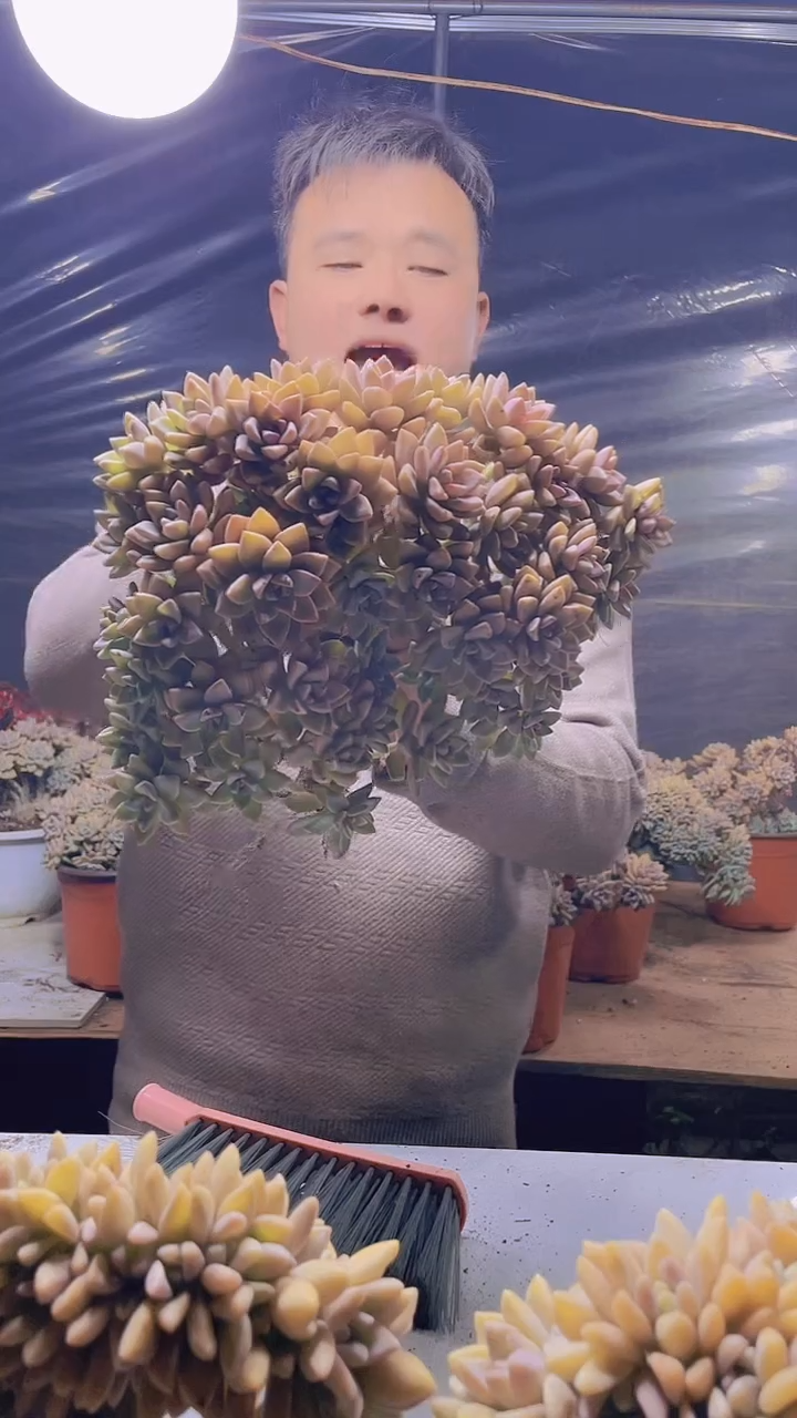 【闪购商品】缀化200