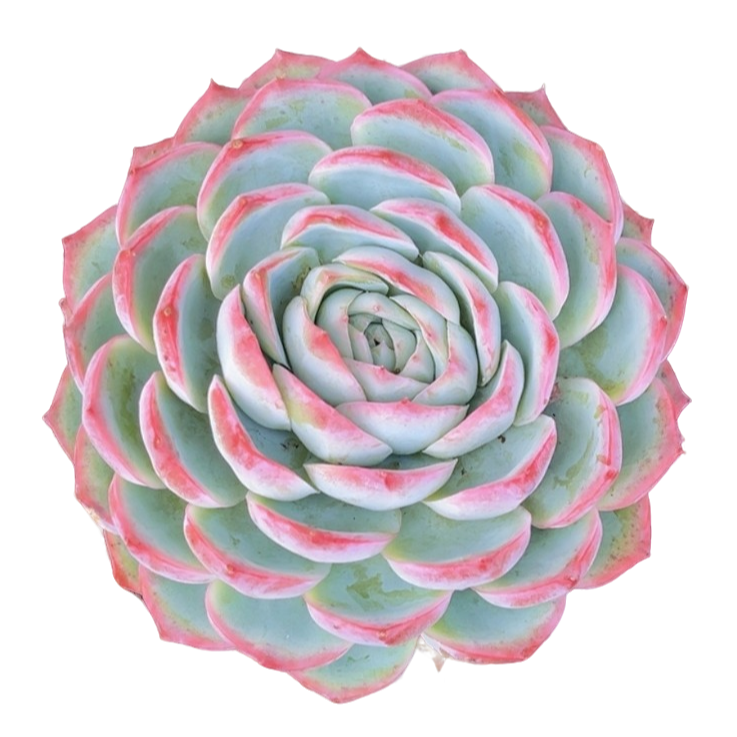 大单头侧影多肉【满19包邮】