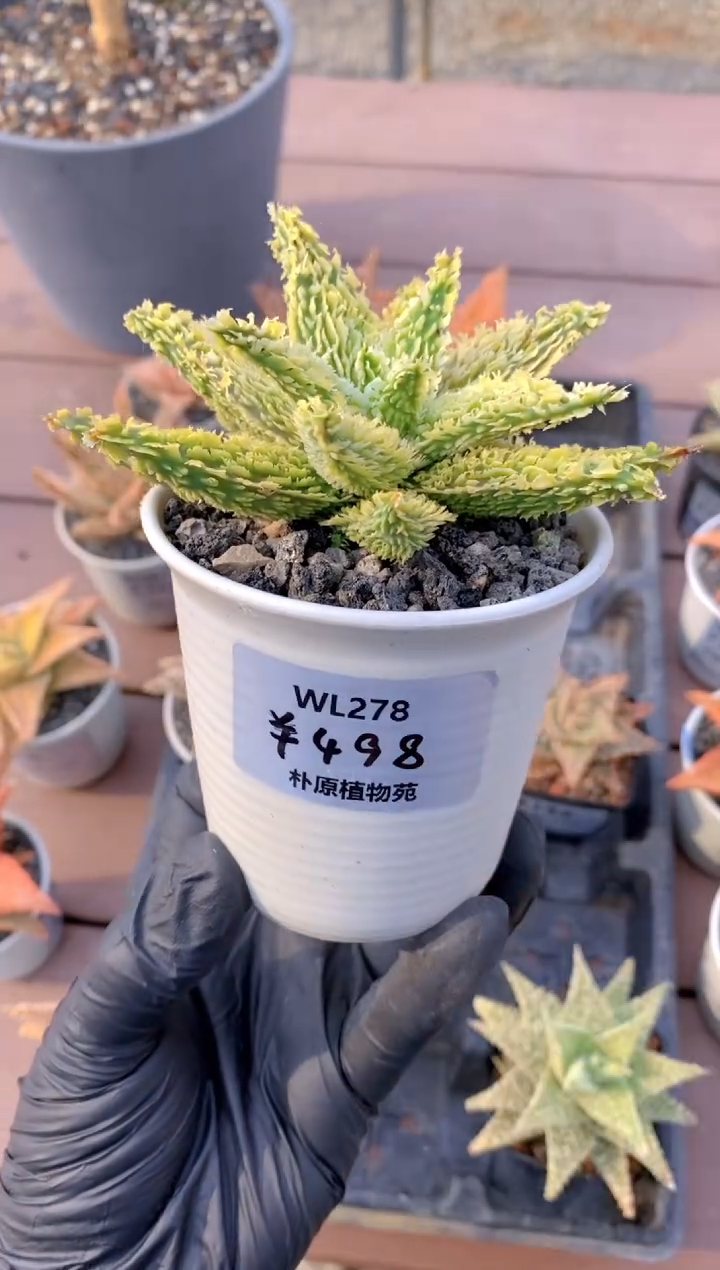 【闪购商品】园艺芦荟wl278FB-137