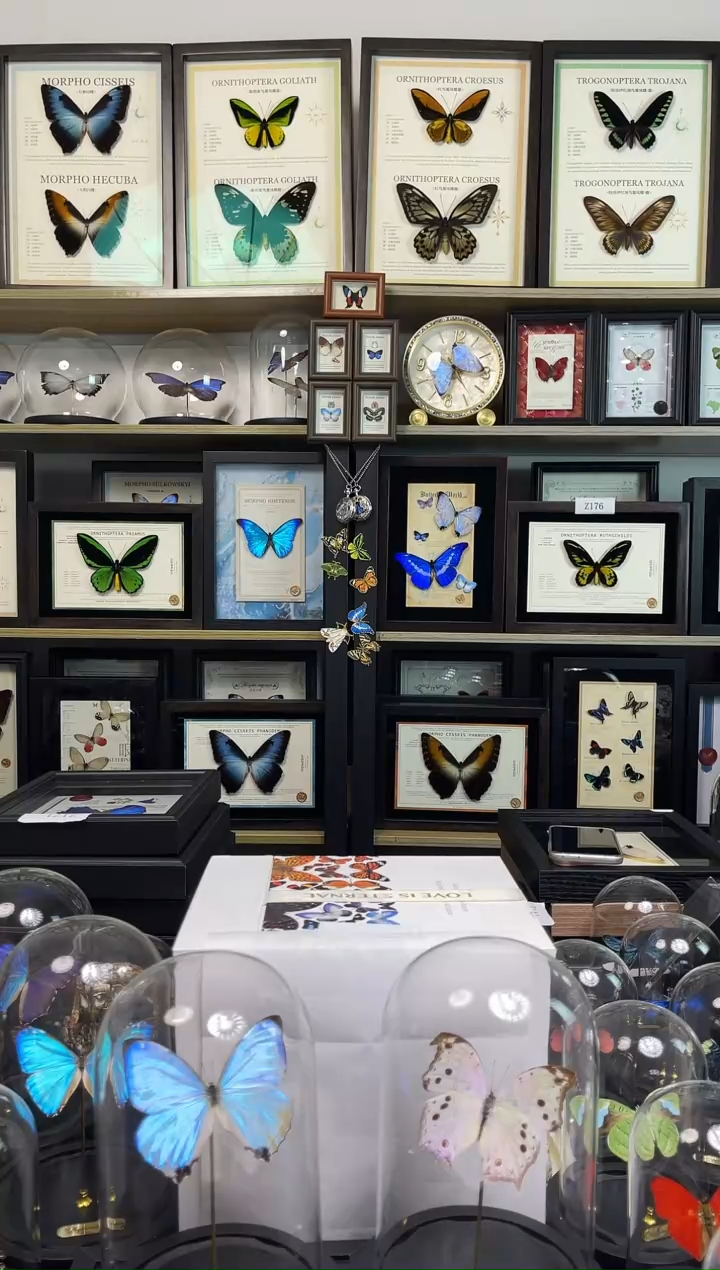 蝴蝶标本装饰画-3